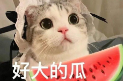 娱乐吃瓜小猫咪小说,小猫咪的娱乐圈冒险之旅